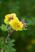 POTENTILLA ARBUSCULA