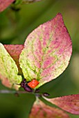 EUONYMUS ALATUS VAR APTERUS