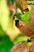 EUONYMUS ALATUS VAR APTERUS