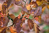 SORBUS JAPONICA