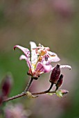 TRICYRTIS FORMOSANA