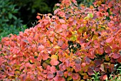 FOTHERGILLA MAJOR