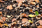 SMALL FUNGI ON BORDER SOIL