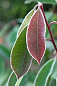 FROSTED ROBINIA LEAVES