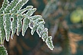 HOAR FROST ON FERN