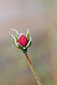 HOAR FROST ON ROSE BUD