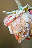 FROSTY ROSE