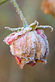 FROSTY ROSE