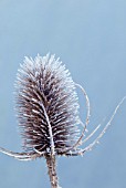 HOAR FROST ON TEASEL