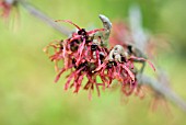 HAMAMELIS X INTERMEDIA FEUERZAUBER