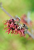 HAMAMELIS X INTERMEDIA FEUERZAUBER