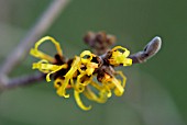 HAMAMELIS MOLLIS GOLDCREST