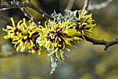 HAMAMELIS MOLLIS