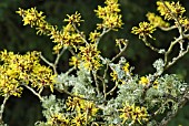 HAMAMELIS MOLLIS