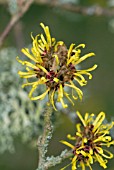 HAMAMELIS MOLLIS