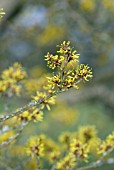 HAMAMELIS MOLLIS