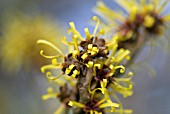 HAMAMELIS MOLLIS