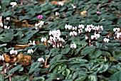 CYCLAMEN COUM