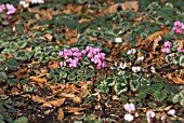 CYCLAMEN COUM