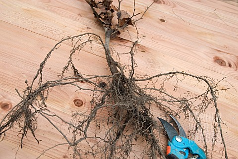 BARE_ROOTED_BEECH_WHIP__FAGUS_SYLVATICA