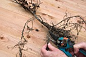 BARE ROOTED BEECH WHIP - FAGUS SYLVATICA