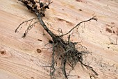 BARE ROOTED BEECH WHIP - FAGUS SYLVATICA