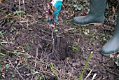 PLANTING BARE ROOTED BEECH WHIP SERIES - FAGUS SYLVATICA