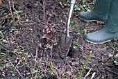 PLANTING BARE ROOTED BEECH WHIP SERIES - FAGUS SYLVATICA