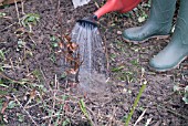 PLANTING BARE ROOTED BEECH WHIP SERIES - FAGUS SYLVATICA