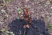 PLANTING BARE ROOTED BEECH WHIP SERIES - FAGUS SYLVATICA