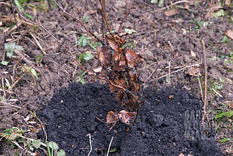 PLANTING_BARE_ROOTED_BEECH_WHIP_SERIES__FAGUS_SYLVATICA