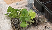 PLUG PLANT PERENNIALS - GEUM MRS BRADSHAW