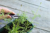 LAVANDULA CUTTINGS SERIES - REMOVE FLOWERS