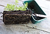 LAVANDULA CUTTINGS SERIES - SHOWING ROOT SYSTEM