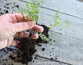 LAVANDULA CUTTINGS SERIES - ROOTED CUTTING