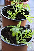 LAVANDULA CUTTINGS SERIES - NEW PLANTS