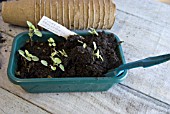 FUCHSIA PROCUMBENS VARIEGATA CUTTINGS SERIES