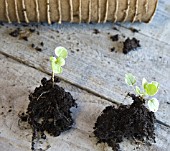 FUCHSIA PROCUMBENS VARIEGATA CUTTINGS SERIES - NEW PLANTS