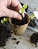 FUCHSIA PROCUMBENS VARIEGATA CUTTINGS SERIES - PLANTING