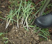 LIFTING SNOWDROPS IN THE GREEN - SPRING JOB