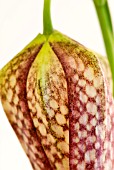 FRITILLARIA DETAIL