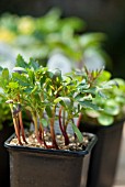 MARIGOLD SEEDLINGS