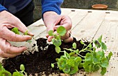 GERANIUM SEEDLING SERIES