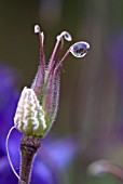 WATER DROPLET ON AQUILEGIA SEED