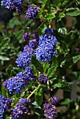 CEANOTHUS BLUE BLOSSOM