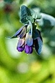 CERINTHE