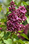 SYRINGA BLOSSOM