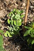 YOUNG PEA SEEDLINGS