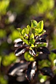 PITTOSPORUM TENUFOLIUM TOM THUMB