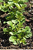 POTATO PLANTS